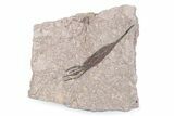 Fossil Eocrinoid (Ascocystites) - El Kaid Rami, Morocco #376568-1